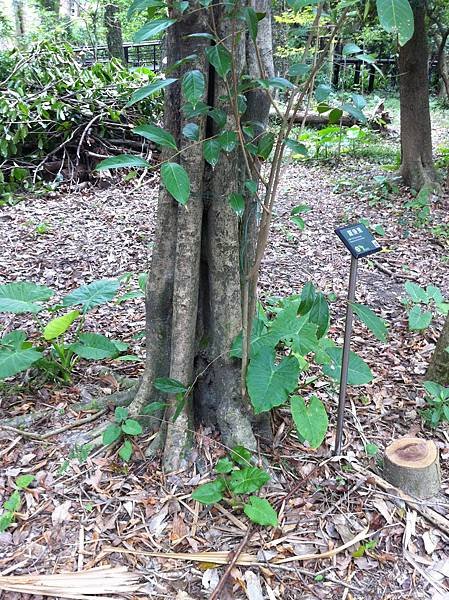 20151031植物園_6