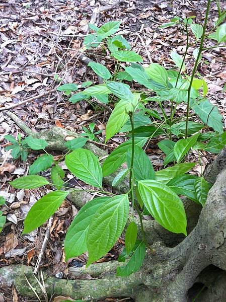 20151031植物園_3