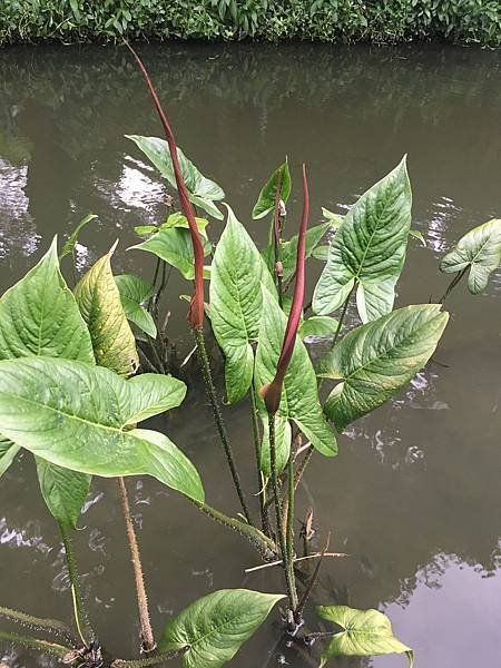 20160528台北植物園