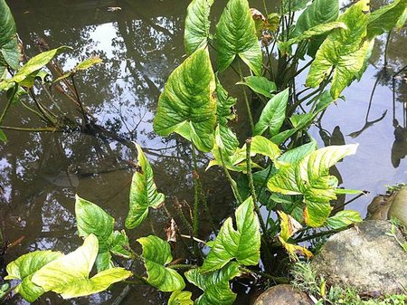 20160103台北植物園_1