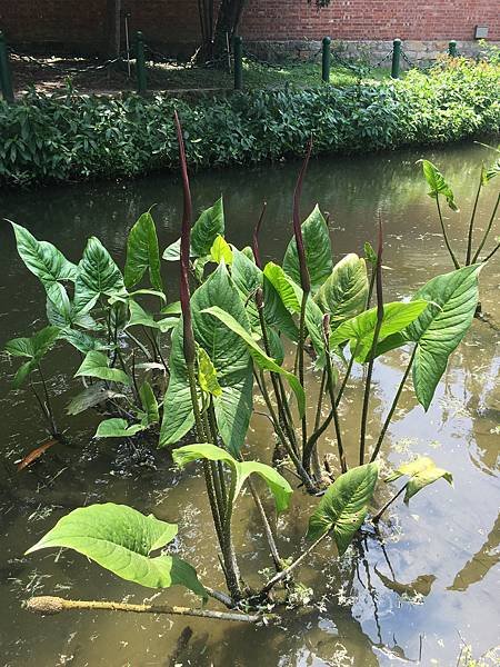 20160623台北植物園