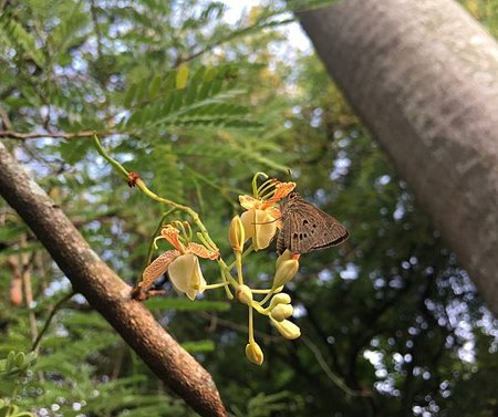 20170727大同國小_6