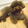 kuma