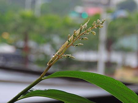DSCN9966_調整大小.JPG