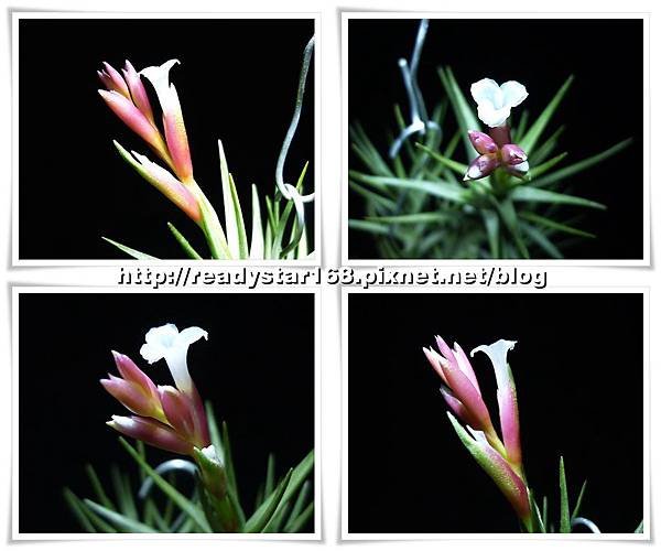 Cocoensis (2)
