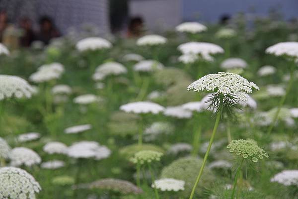 0306不知名的白色小花