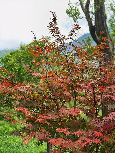 2023年10月21日 成都 - 卧龍大熊貓基地