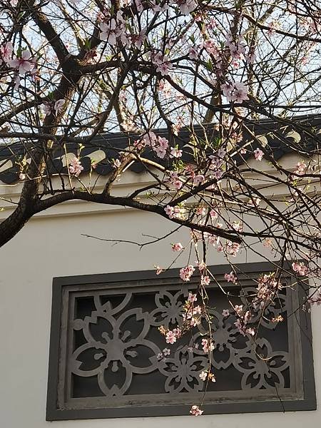 2025年3月18日東湖櫻花園 -- 東湖磨山景區 -- 湖