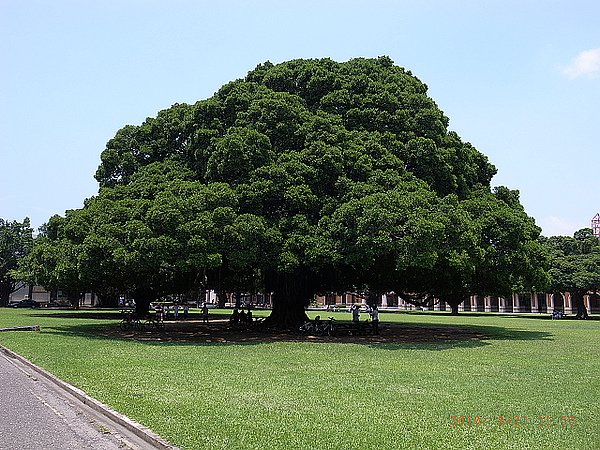 成功大學-國泰大樹.JPG