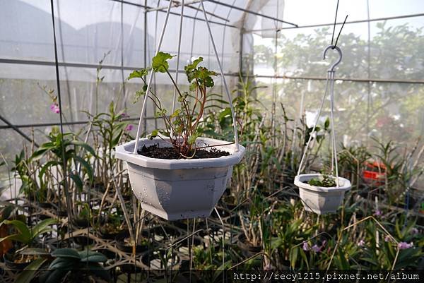 吊盆香草