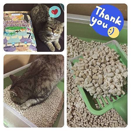 Leotti&amp;Momon日本抹茶豆奶豆腐砂試用