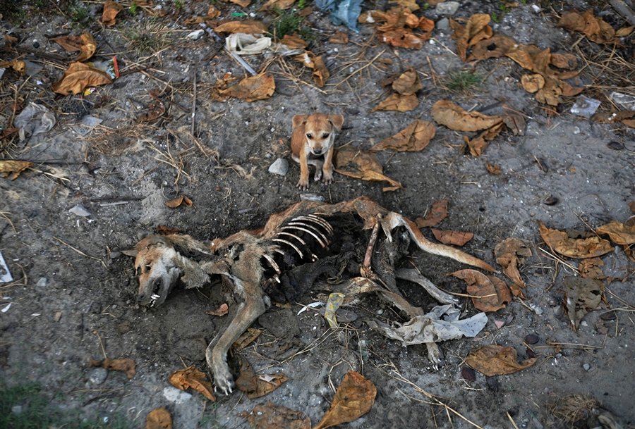 pb-121112-dog-myanmar.photoblog900