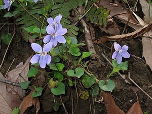 300px-Viola_grypoceras2