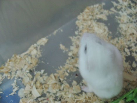 小靜
