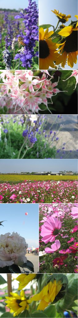花海.jpg