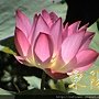 粉紅蓮