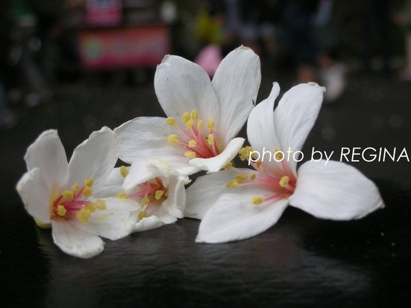 9804-32 桐花季@土城_0042.jpg