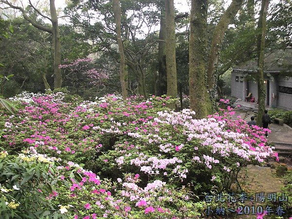 9902-17 陽明山花季 2_0008.jpg