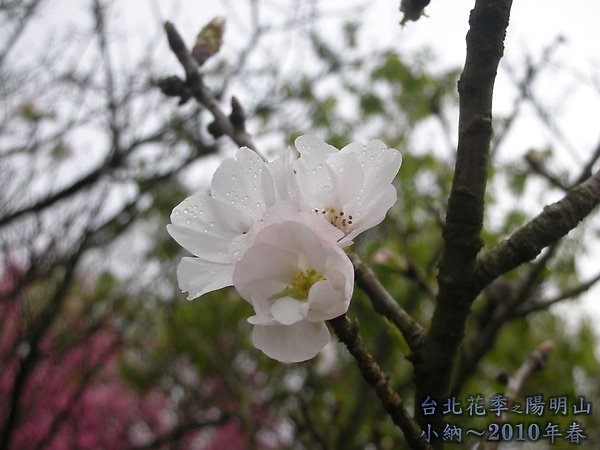 9902-17 陽明山花季 2_0061.jpg