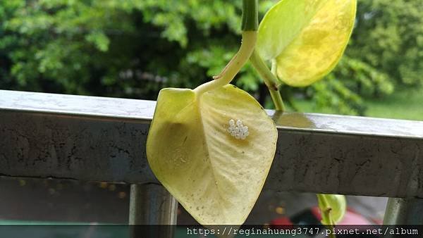 P_20190818_095610_vHDR_Auto.jpg