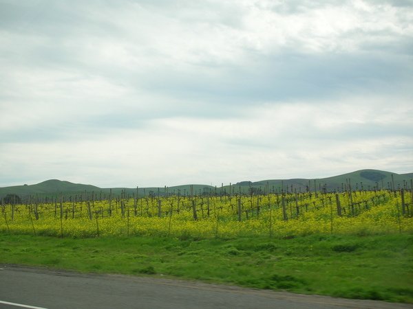 2009 Napa Valley Mustard 