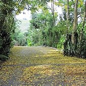 黃金雨落滿地.JPG