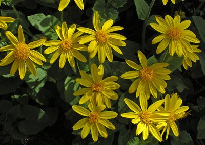 Arnica.jpg