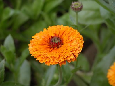 Calendula.jpg