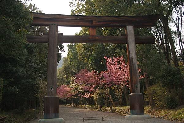 山櫻