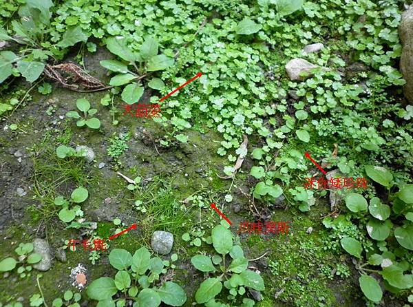 花園中的水草.bmp