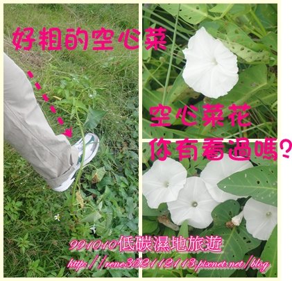 空心菜花.jpg