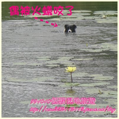 狗.jpg