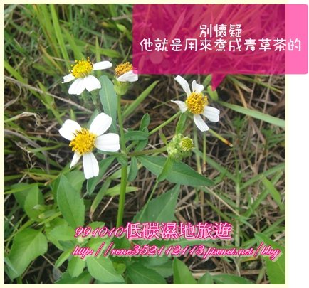 青草.jpg