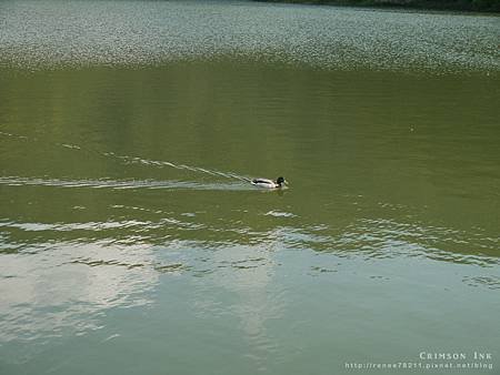 110406-duck3.jpg