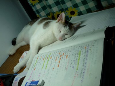 小書僮.jpg
