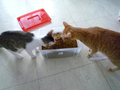 喵buffet