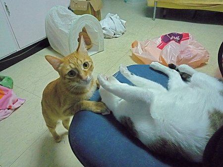 貓咪偵探