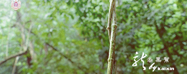 42e154086e061d955b8fcb657ff40ad160d9ca87.j.gif