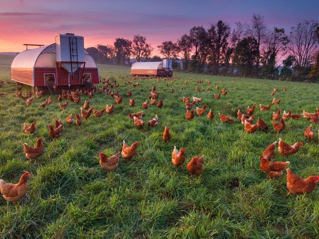 chicken-farm-essick_66070_990x742