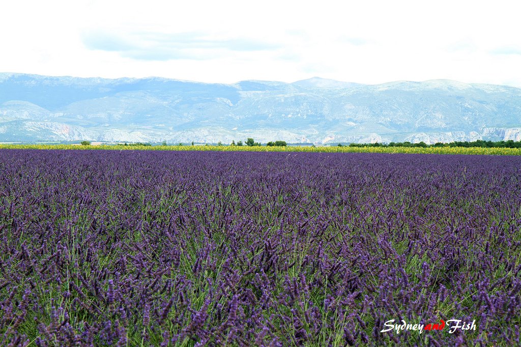 法義自由行D10 valensole 06