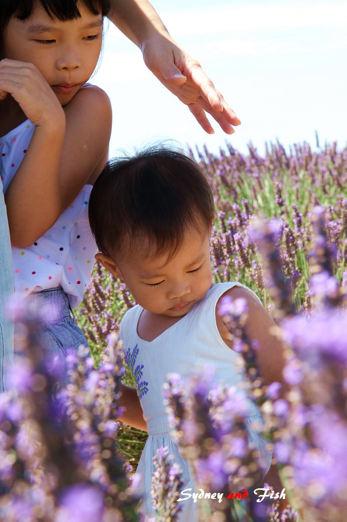 法義自由行D10 valensole 13