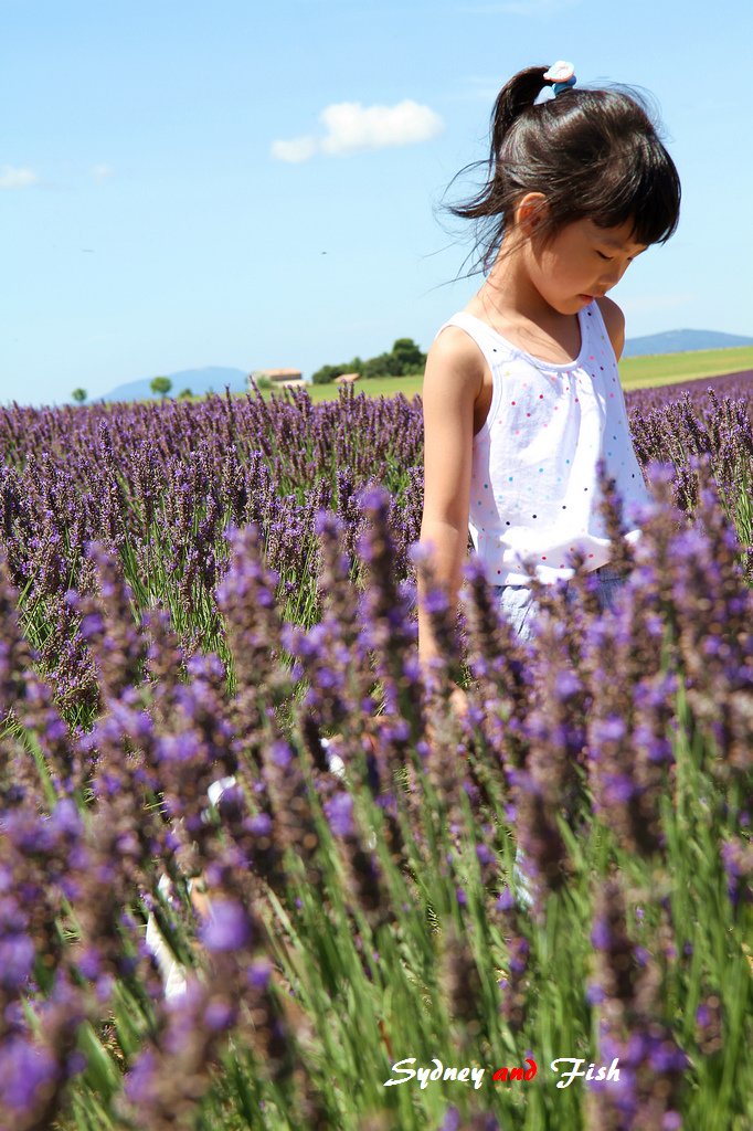 法義自由行D10 valensole 11