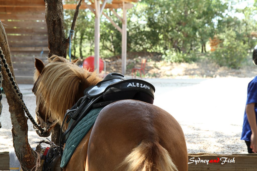 法義自由行D11 horse 09