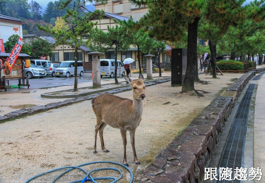 嚴島神社9601.jpg