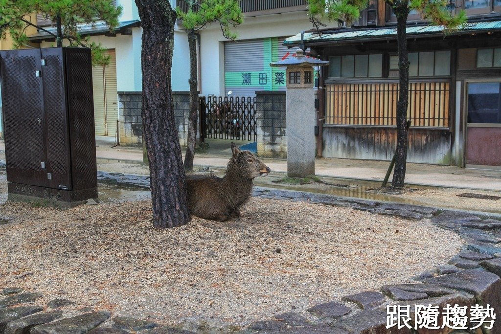 嚴島神社4301.jpg