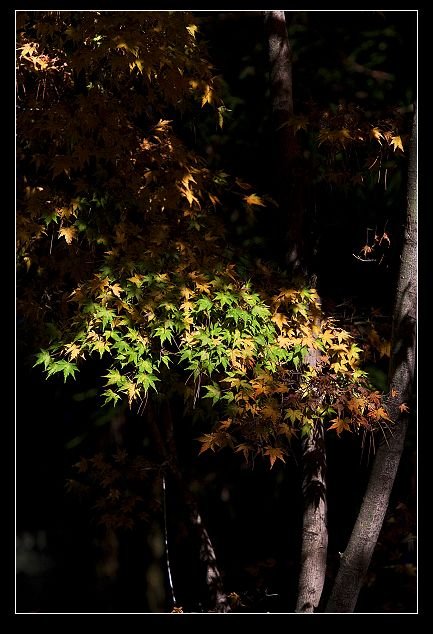 下一張(熱鍵:c)