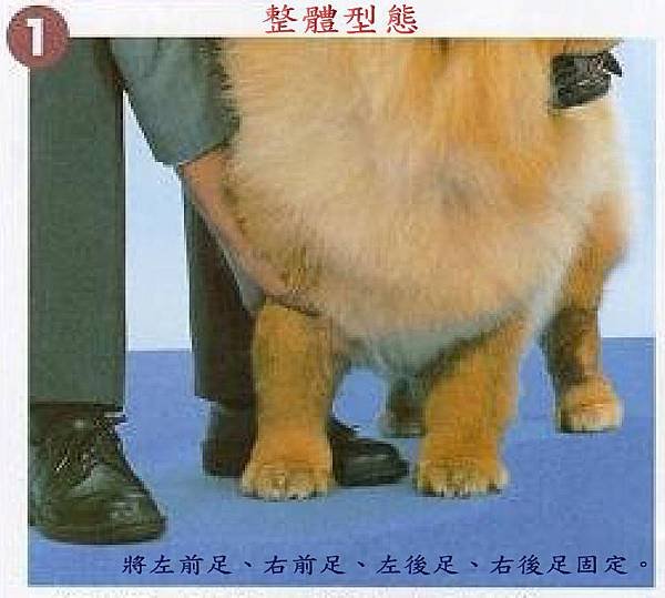 參賽犬的注意事項