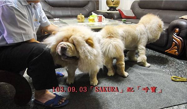 SAKURA紀事