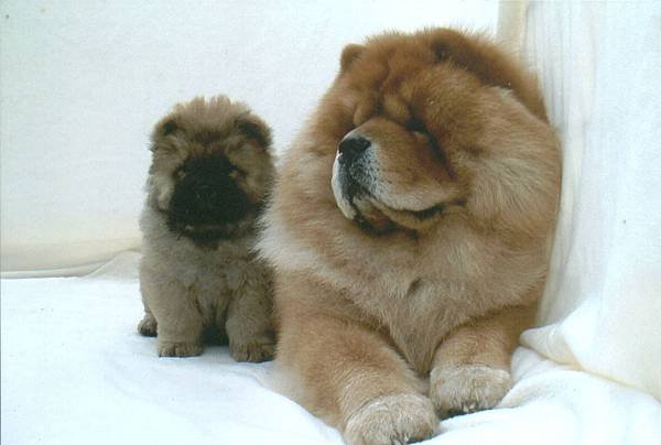 Chow Chow