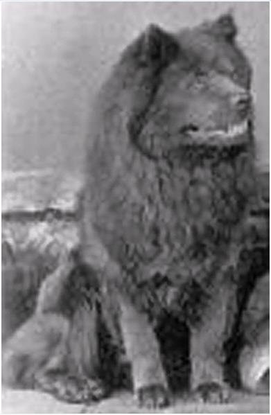 1893年的鬆獅犬.jpg